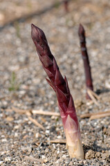 hand picking of purple asparagus called asparago viola di Albenga in Liguria in Italy just out of the ground in the agricultural field