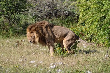 Portrait of a Lion in Etosha National Park in Namibia