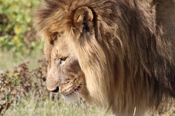 Portrait of a Lion in Etosha National Park in Namibia