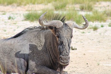 Obraz premium Gnu in Etosha National Park in Namibia