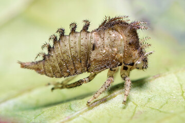 The larva of an insect with the name of the buffalo treehopper. 
The size of the insect is up to 10mm. 
