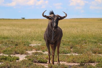 Gnu in Etosha National Park in Namibia