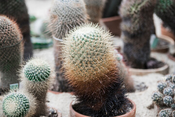 Texture green prickly cacti close-up, beautiful background. Densely growing cacti in Sunny weather grow on the African continent. Very sharp spikes that are invisible. Home decor,