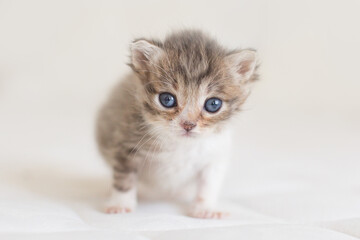 One lovely cute fluffy furry kitten brown white blue eyes on ivory background looking camera