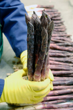 processing of purple asparagus called asparago viola di Albenga in Liguria in Italy