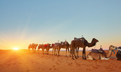 Fototapeta na wymiar Camel caravan going through the sand dunes in the Sahara Desert