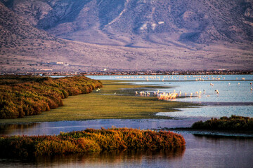 Panoramic view of Cabo de Gata wetlands with pink flamingos in the background
