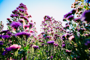 Purple cutter aster or margaret flowers garden fields at Chiang Mai, Thailand