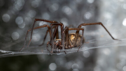 Eratigena duellica common house and garden spider animal in web