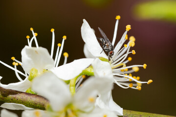 Anthomyiidae root-eating Delia genus fly on a white plum fruit tree flower petal in spring garden