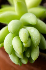Sedum morganianum Burro's or Donkey's Tail sedum Succulent house plant