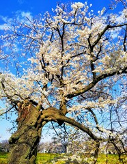 old cherry tree in bloom