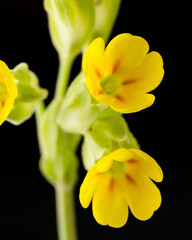 Fototapeta premium Yellow flower of cowslip Primula veris plant macro detail shot background