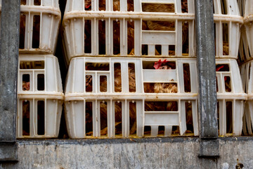 Chickens packed in plastic crates during transport to the slaughterhouse. A close-up of one box showing the suffering of animals