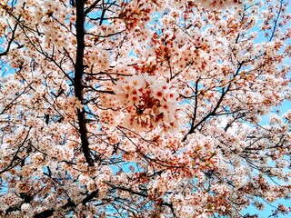 cherry blossom in spring