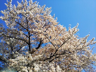 Cherry blossoms have bloomed