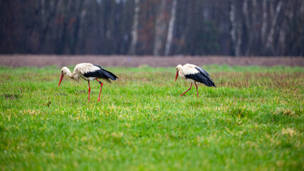 Obraz na płótnie Canvas Storks walking in the meadow on a rainy day. Poor lighting conditions.