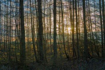 sunset sun breaks through the trees in the forest