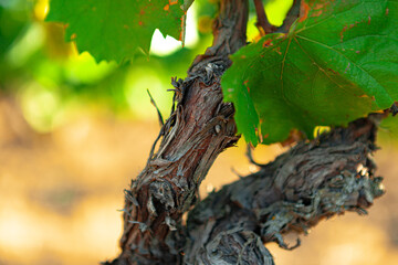 Grapes bush leaves in a vineyard close up