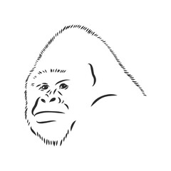 hand drawn vector illustration with a gorilla isolated on a white background