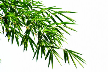 Branches of bammboo isolated on wnite