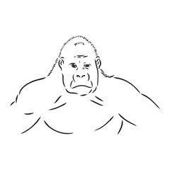 hand drawn vector illustration with a gorilla isolated on a white background