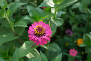 pink flower blooming in garden,nature botanical background 