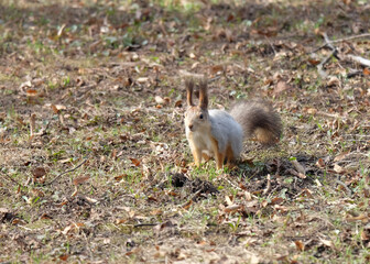 Naklejka na ściany i meble Squirrel (Sciurus vulgaris) in the park in early spring on a flowerbed in the park in early spring, selective focus, horizontal orientation