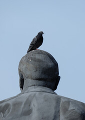 A city pigeon (Columba livia) sits on the head of a statue against a blue sky.