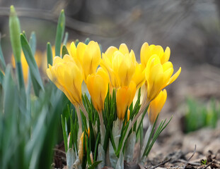 Blooming yellow gaffer (Crócus flávus) on a flowerbed in a park in early spring, selective focus,...