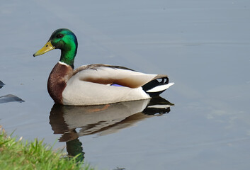 Mallard duck drake (Anas platyrhynchos) in spring on a pond, selective focus, horizontal orientation