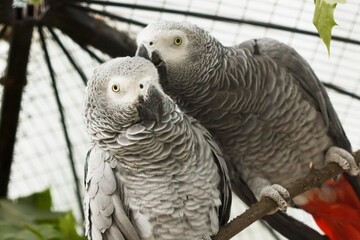 African parrots gray kiss pair. wildlife sweet.