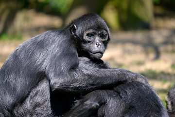 Closeup black-headed spider monkey (Ateles fusciceps) seated 