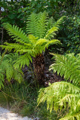 Foug&egrave;re arborescente au bord d'une all&eacute;e dans un jardin botanique
