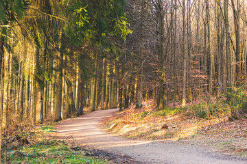 Obraz premium Le coucher de soleil dans la forêt