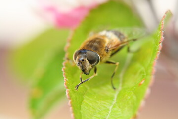 Macro close-up of the face of a common drone fly (eristalis tenax), a type of hover fly that imitates a honey bee. They are important pollinators.