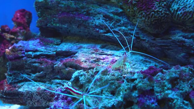 Pacific cleaner shrimp-doctor lysmata amboinensis. Lysmata debelius shrimp chrysiptera cyanea, corals