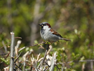 male house sparrow (Passer domesticus) with insects for its young ones
