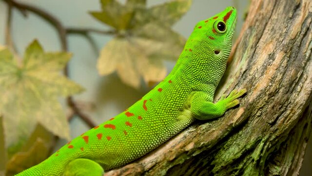A small green and yellow Madagascar day gecko sit on the branch. Reptile Phelsuma breathes under the bright sun in the jungle.