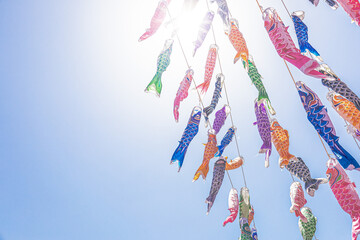 鯉のぼり　こどもの日　