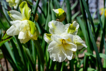One delicate white and vidid yellow daffodil flower in full bloom with blurred green grass, in a sunny spring garden, beautiful outdoor floral background photographed with selective focus.