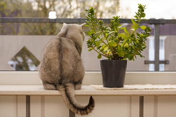 A cat sitting on the windowsill next to a flower pot and looking out the window.