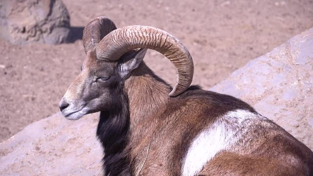 Domestic sheep in the afternoon close-up, european mouflon basking in the sun lying on a stone