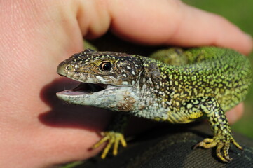 European green lizard Lacerta Viridis in human hands. Head of lizard with open mouth and brown eye...
