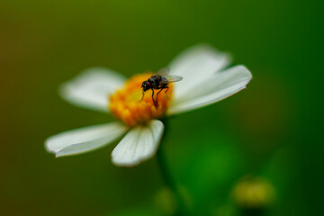 ladybug on flower