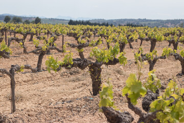 Fototapeta na wymiar Wide field of vineyard for grape picking
