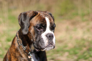 Beautiful purebred brindle boxer dog's portrait 