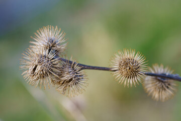 Arctium minus, lesser burdock dried flowers in the springtime. Macro.