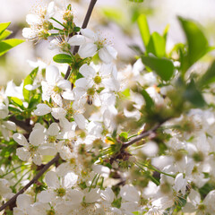 Flowering cherry against a blue sky. Cherry blossoms. Spring background.