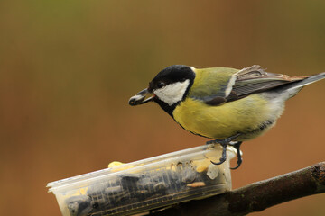 Fototapeta premium A chickadee with a seed in its beak sits on a feeder, on a blurry brown background....